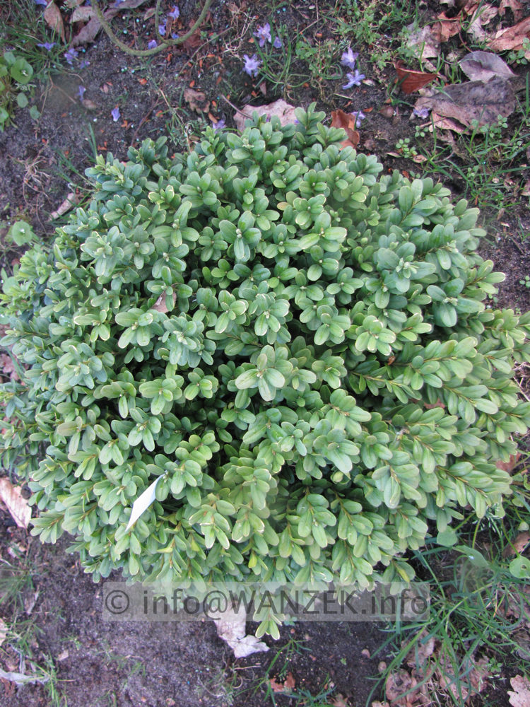 Buxus sempervirens Blauer Heinz 45cm.JPG